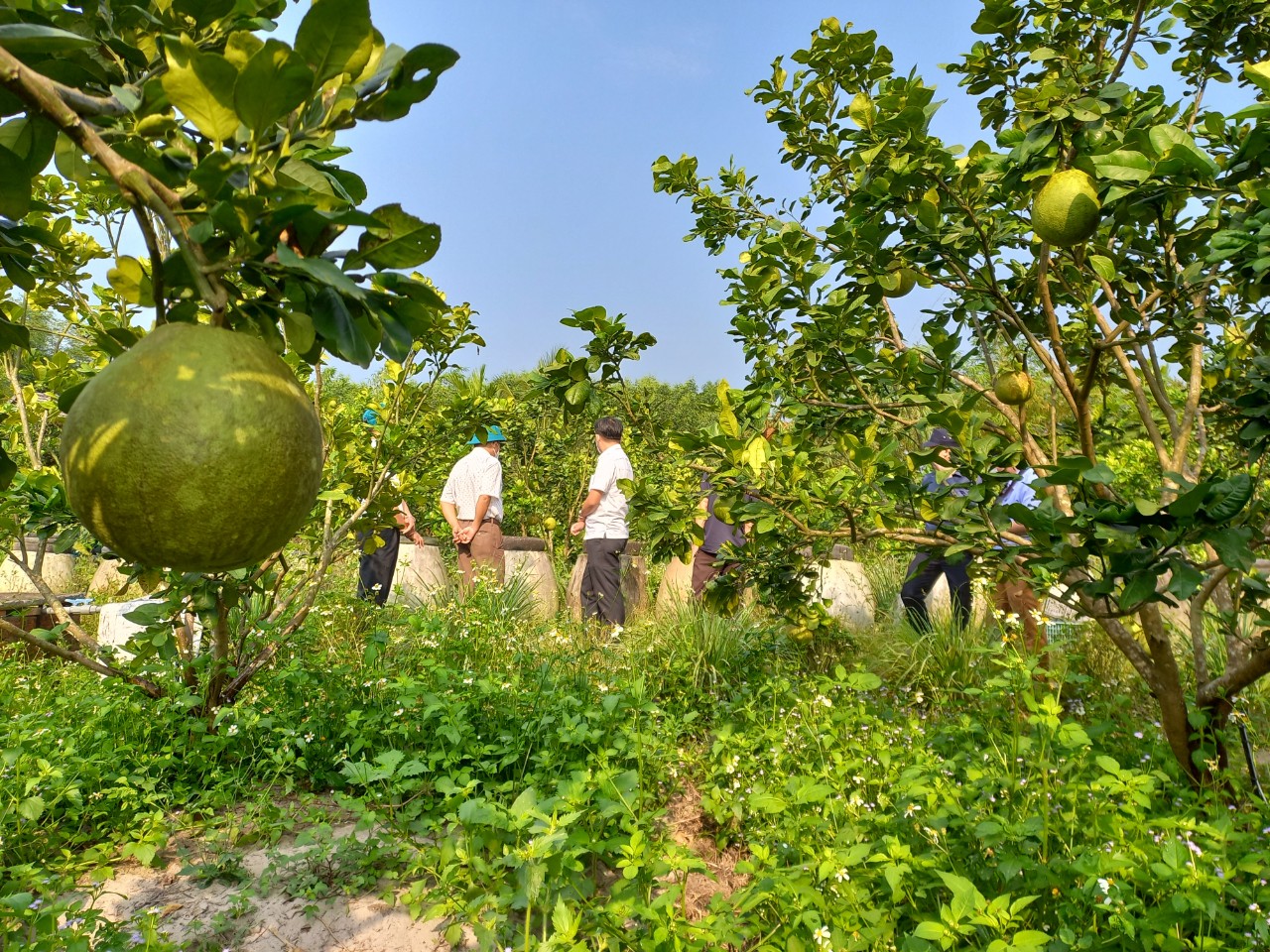 Lãnh đạo huyện Quế Sơn thăm các mô hình kinh tế nông nghiệp